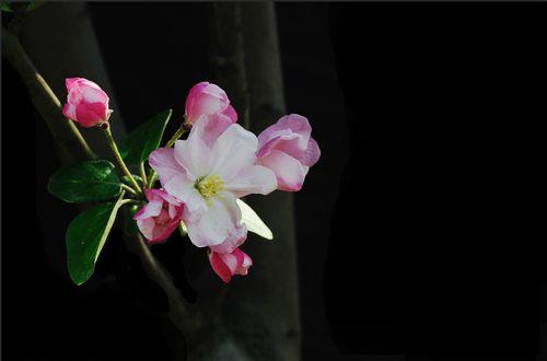 西府海棠花语的超凡妙用，感受花卉与生活的奇妙融合