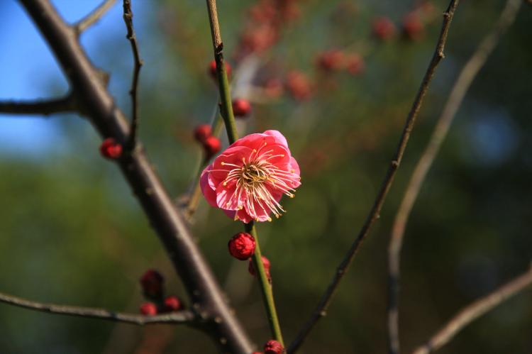 梅花，是中国文化中代表着什么的花卉？