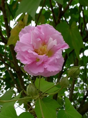 【芙蓉花绽放时间】花海盛开，芙蓉花的绽放让人爱不释手