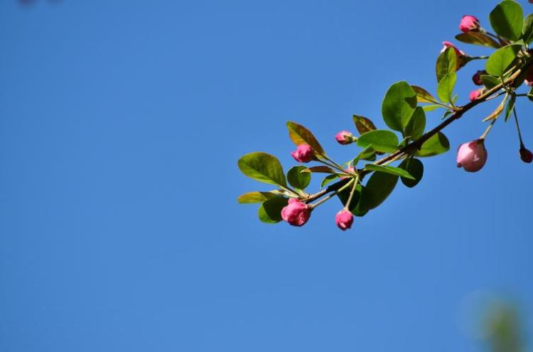 暑意蒸蒸，夏季海棠花如何进行养护和管理？