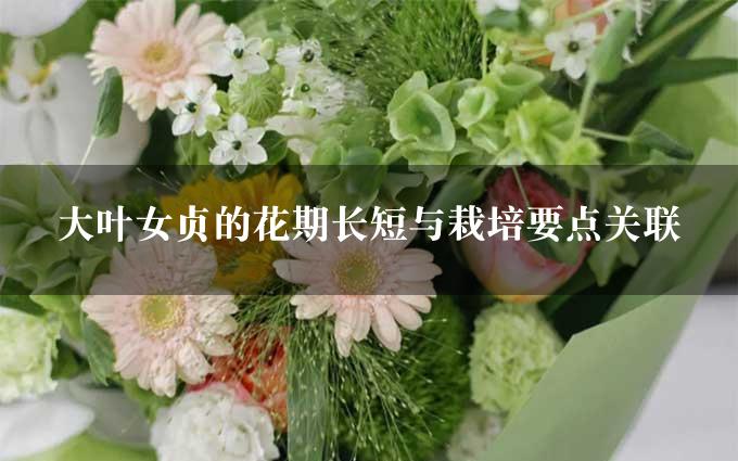 大叶女贞的花期长短与栽培要点关联