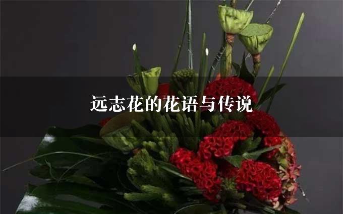 远志花的花语与传说