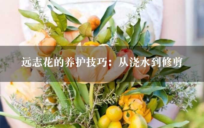 远志花的养护技巧：从浇水到修剪