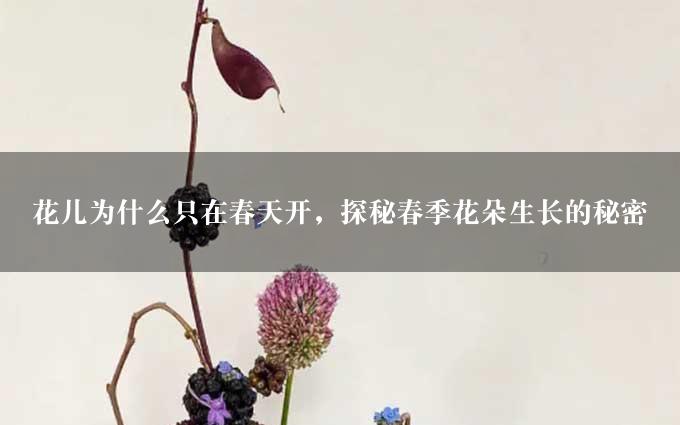 花儿为什么只在春天开，探秘春季花朵生长的秘密