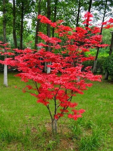 红枫刚发芽幼苗：外观特征介绍