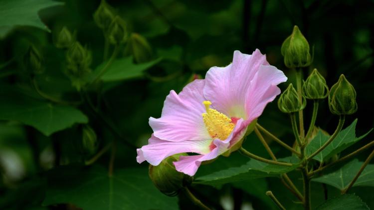 木芙蓉花有哪些品种？不同的花色代表不同的意义