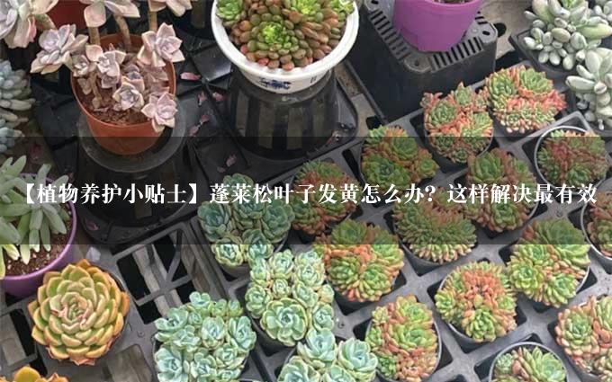 【植物养护小贴士】蓬莱松叶子发黄怎么办？这样解决最有效