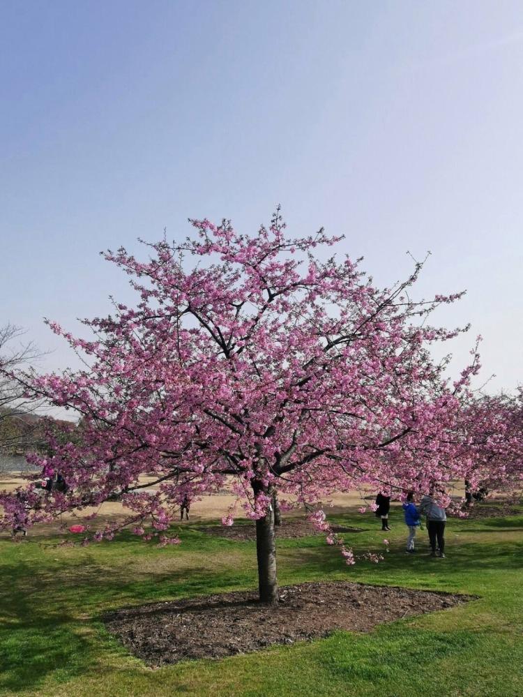 【花开时节，樱花如画】——樱花唯美短句5个字