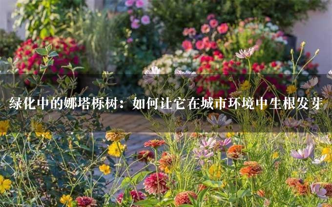 绿化中的娜塔栎树：如何让它在城市环境中生根发芽