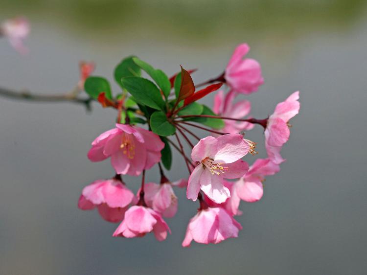 多年生草本垂丝海棠开花次数多惊人