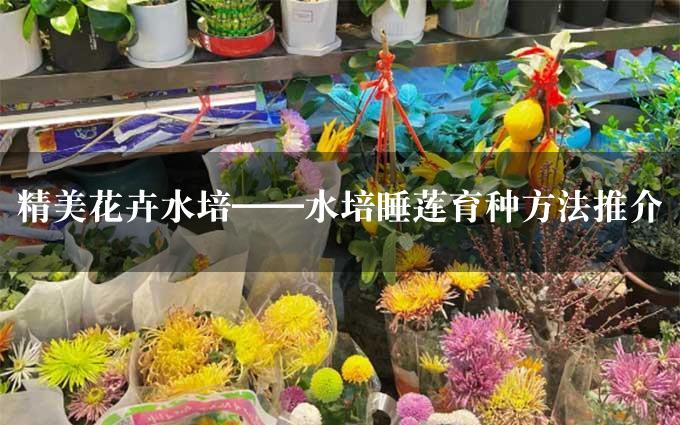 精美花卉水培——水培睡莲育种方法推介