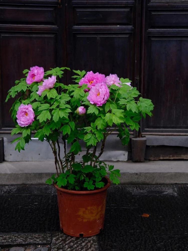 天干物燥时节到，赏花游园问牡丹亭