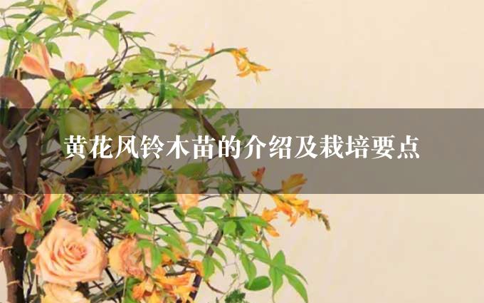 黄花风铃木苗的介绍及栽培要点