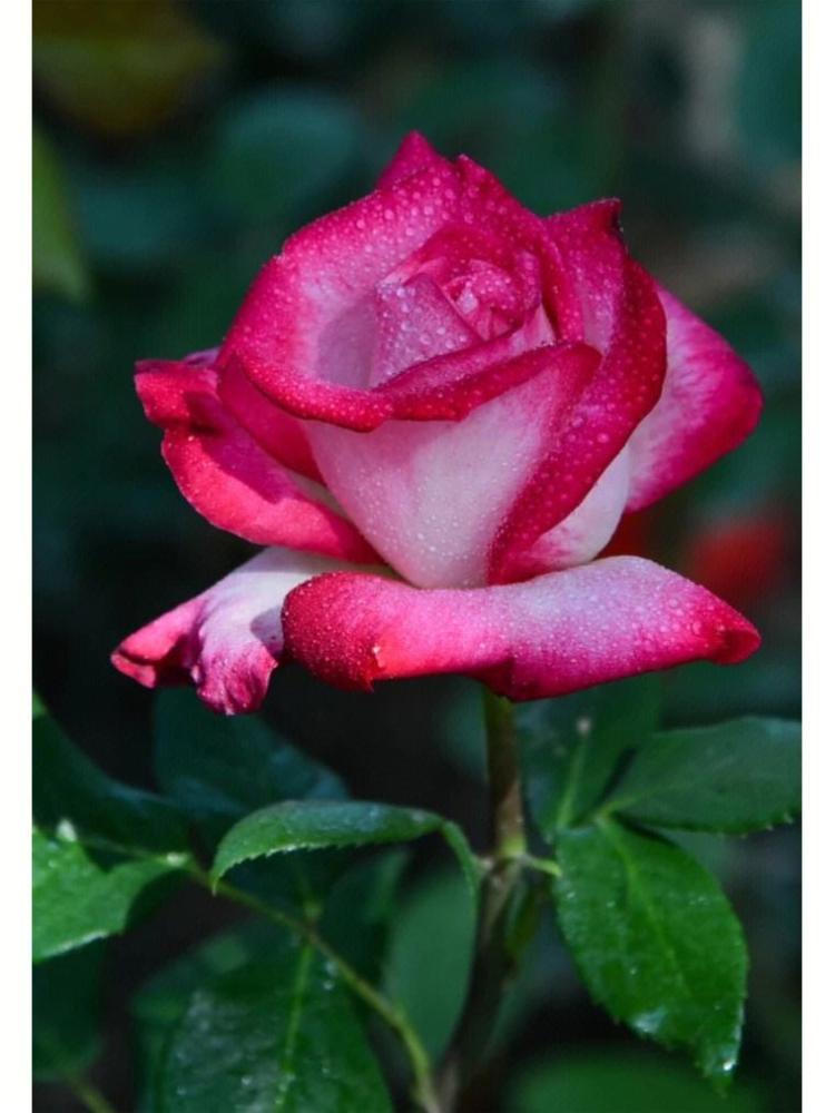 璀璨花海，七彩玫瑰女子仪仗队用花艺之美装点国家大典