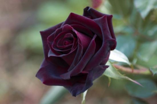 神秘的花朵：黑玫瑰的花语解读
