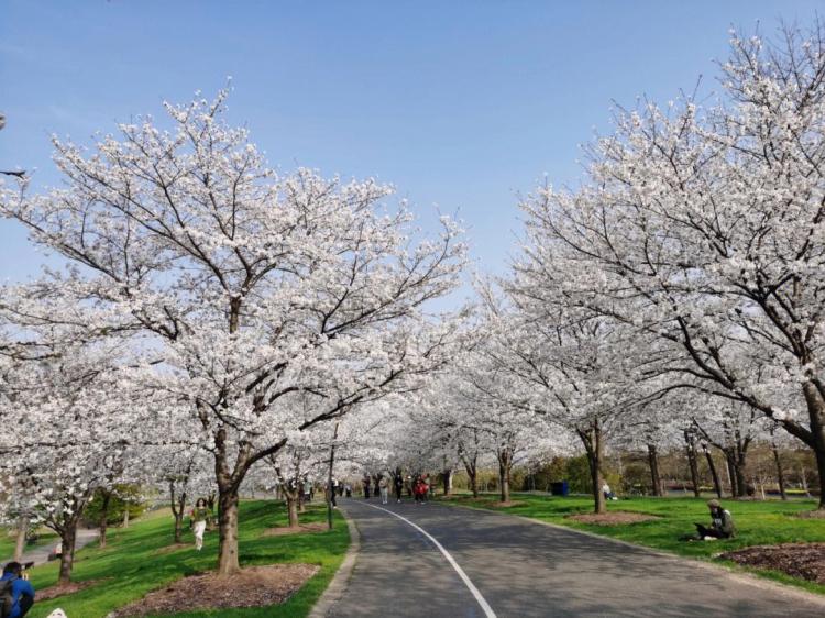 樱花祭：全球最大规模的樱花节，如何赏樱、买纪念品？