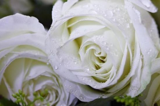 白玫瑰的花语，表达对纯真爱情的珍视