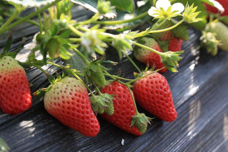 草莓苗的花期和结实时间介绍