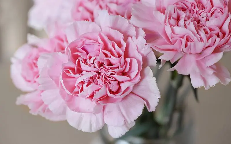 解密33朵粉色康乃馨花语，让你更懂得如何用花来表达心意！