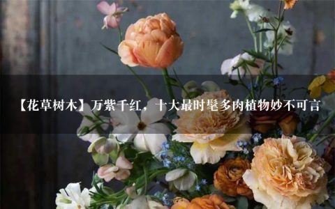 【花草树木】万紫千红，十大最时髦多肉植物妙不可言