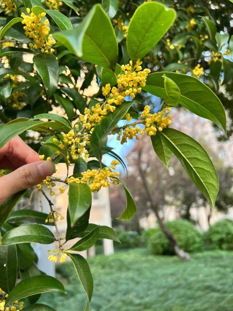 桂花树下，细细品味花香佳酿和岁月静好