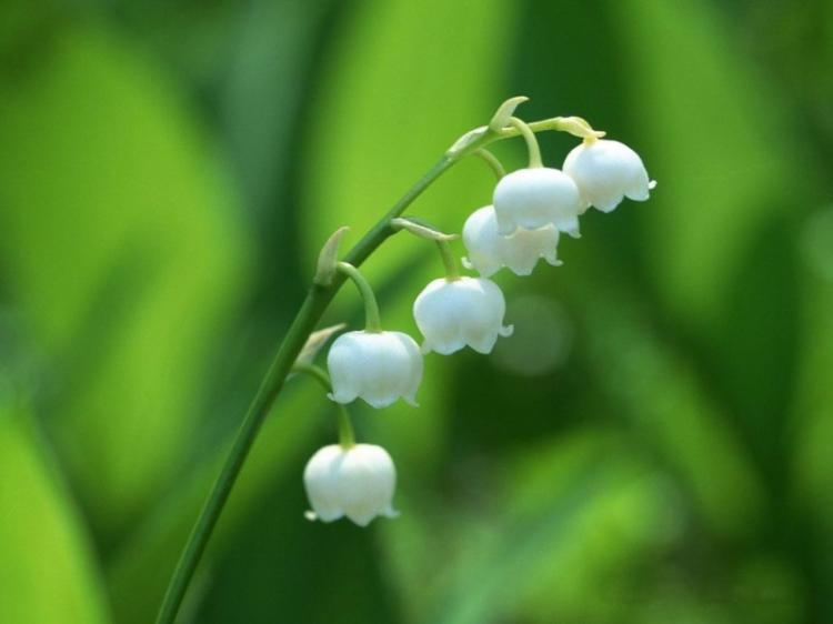 蓝色铃兰的花语与寓意，如何正确理解花语？