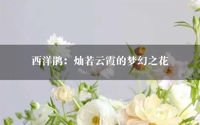 西洋鹃：灿若云霞的梦幻之花