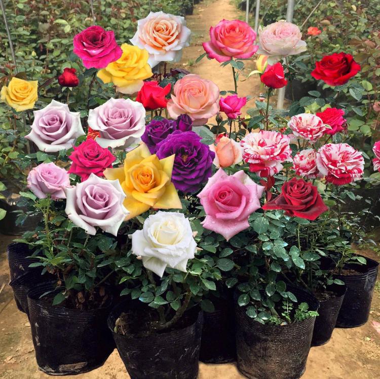 向TA表白，送上36朵玫瑰花的含义与寓意