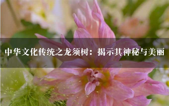 中华文化传统之龙须树：揭示其神秘与美丽