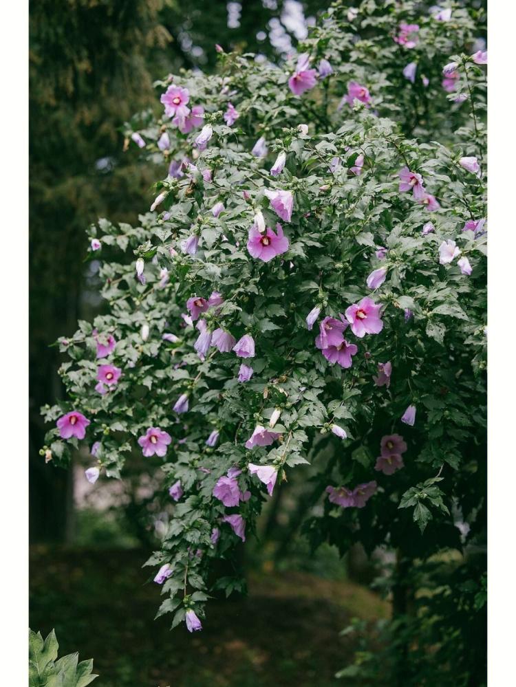 室内盆栽专属花种：木槿花探秘