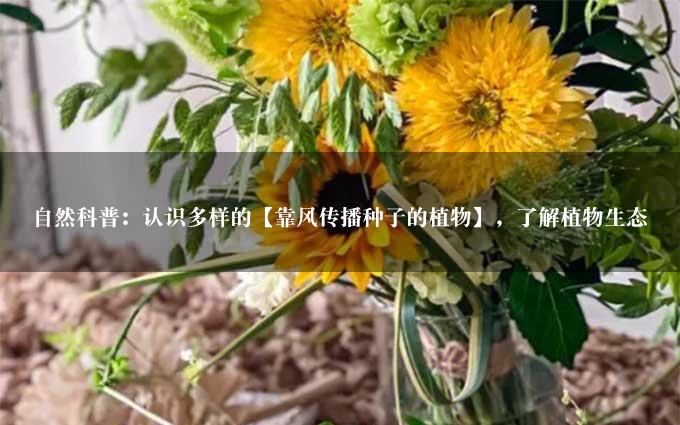 自然科普：认识多样的【靠风传播种子的植物】，了解植物生态