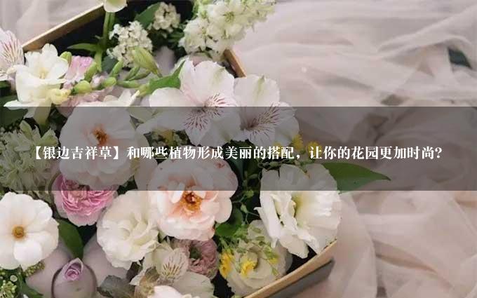 【银边吉祥草】和哪些植物形成美丽的搭配，让你的花园更加时尚？