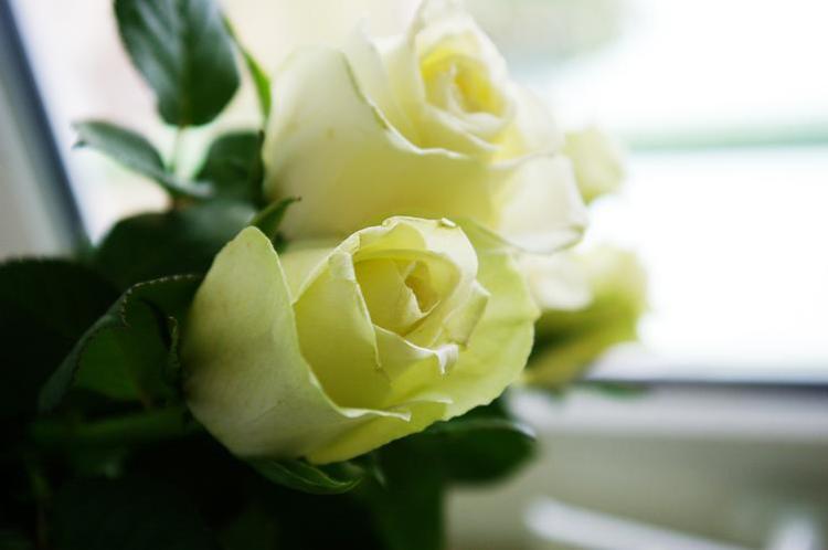十一朵玫瑰花语，让你更懂得TA对你的爱！