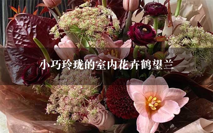 小巧玲珑的室内花卉鹤望兰