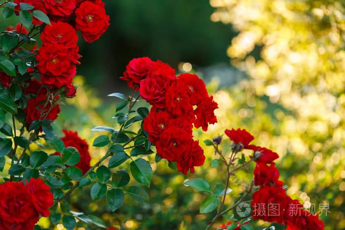颜色是语言，花语是情感，不同颜色的玫瑰花，就是语言的表达！