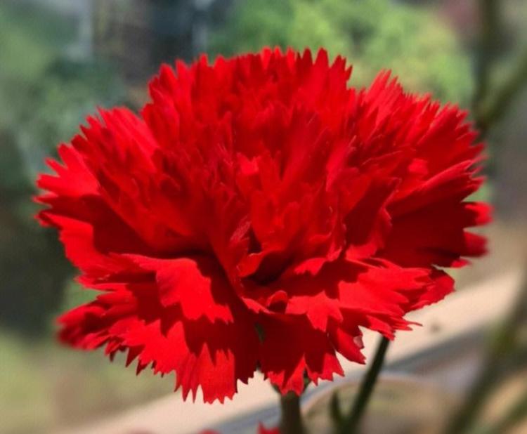 娴熟运用康乃馨颜色花语，让你的送花更有想象力