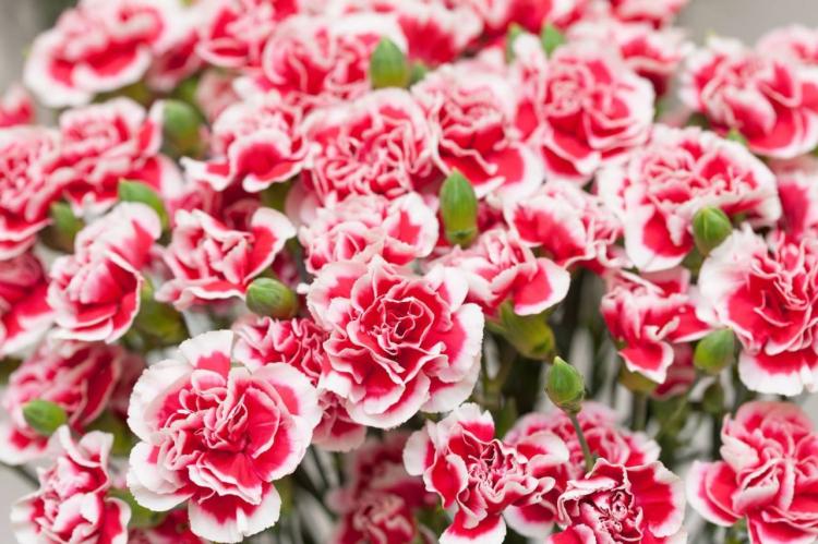 仙境般的颜色--6朵粉色康乃馨的花语介绍！