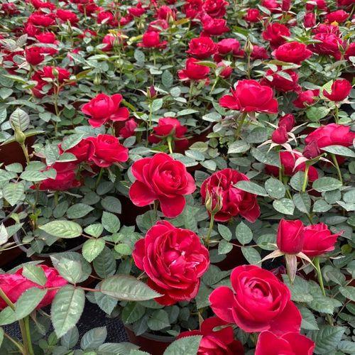 红玫瑰花语33朵：久远的爱情、暗恋的喜悦