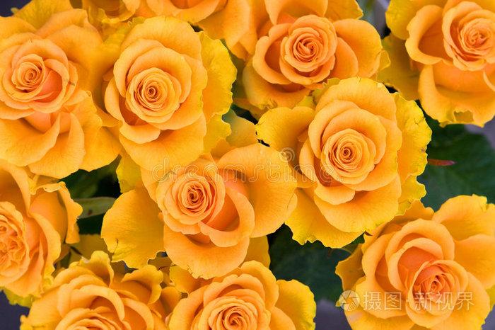 一朵黄玫瑰的含义，你了解多少？