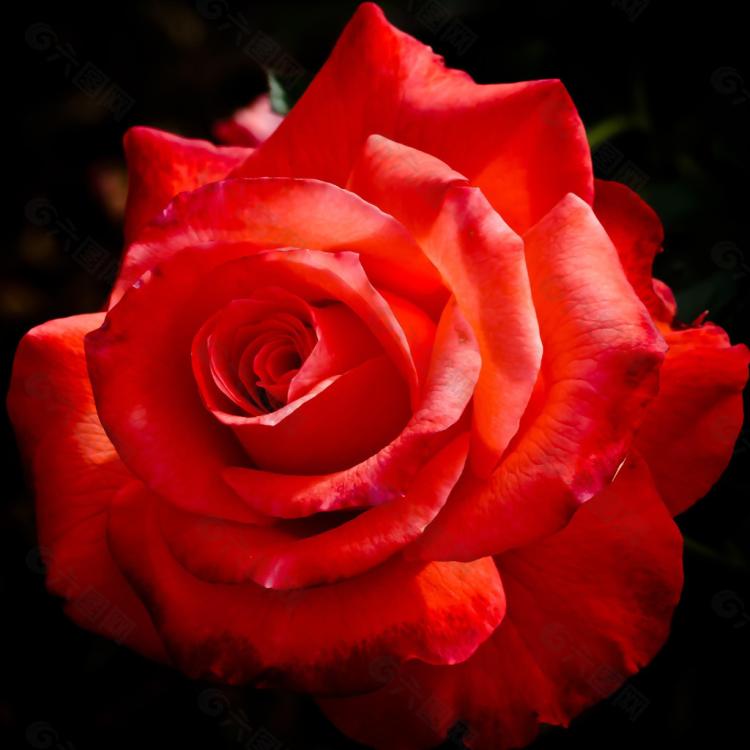 【必看】26种常见玫瑰花语解析，助你谱写浪漫爱情