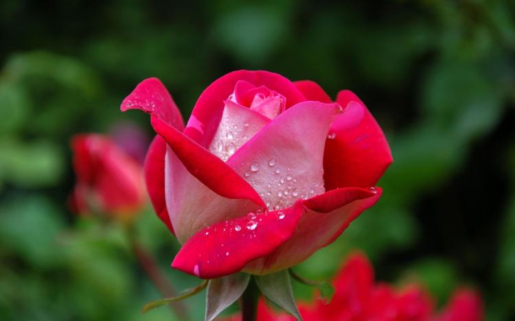 深入解析29朵玫瑰的含义，让你更懂得感情之美！