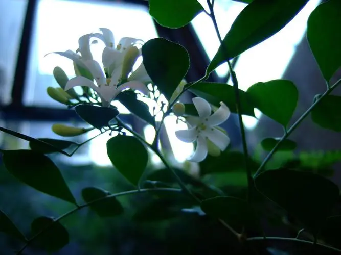 如何用【七里香花语】来表达自己的情感