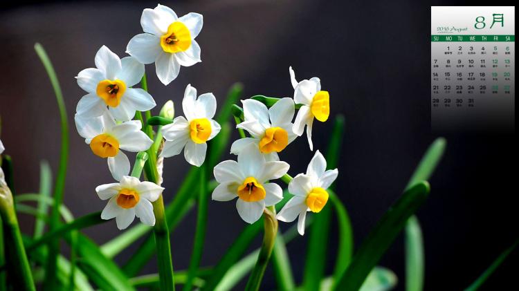 春天就该送黄水仙，让花语传递心意