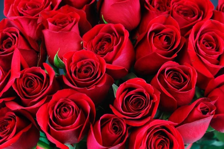 十朵玫瑰花的花语是什么？表达的真挚有哪些？