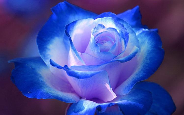 玫瑰之魂，蓝色之想：浅析蓝色玫瑰的历史与象征