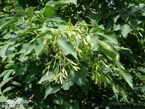 庭院种植白蜡树的风水与传统文化解读