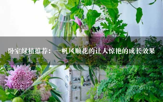 卧室绿植推荐：一帆风顺花的让人惊艳的成长效果