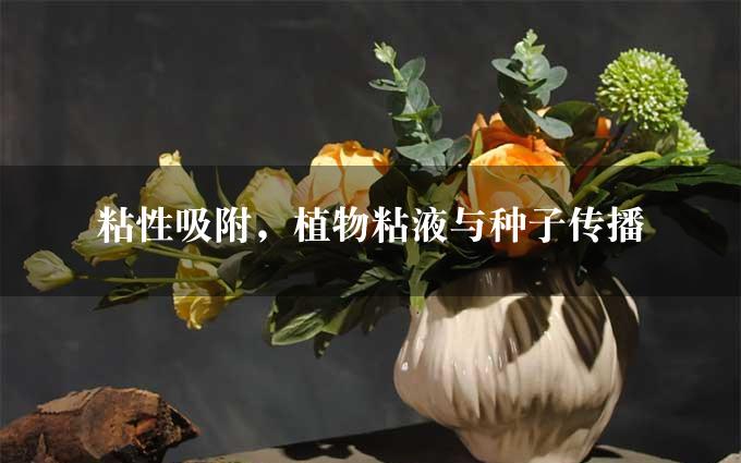 粘性吸附，植物粘液与种子传播