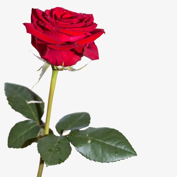 探秘情人节上送礼物的代表性花卉-19枝红玫瑰花