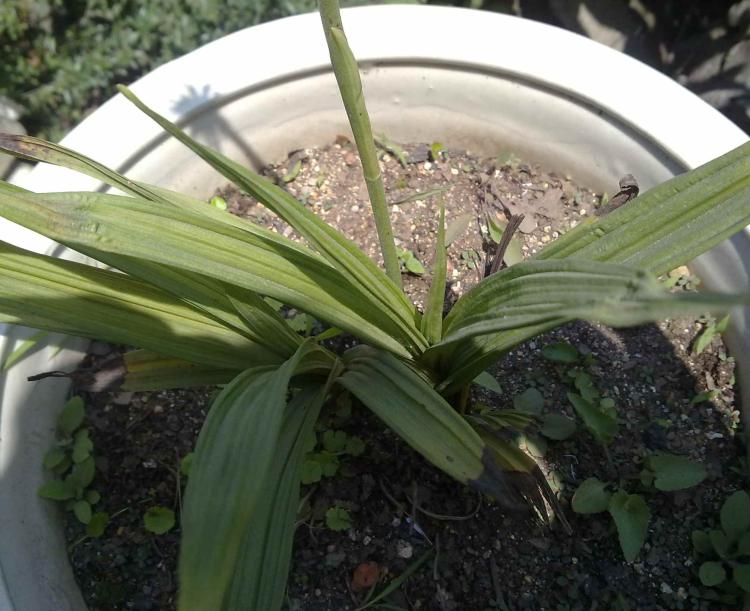 花之魅力 | 一探兰科植物不同品种的特点与魅力